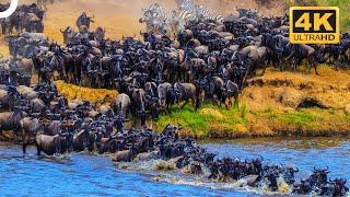 THE BIGGEST ANIMAL MASS MIGRATIONS IN THE WORLD  Wildlife Documentary  4K Animal Documentary