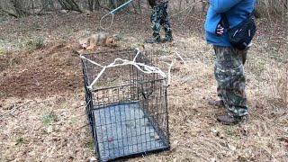 Wile E. Coyote Caught In Foot Trap Huge