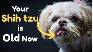 When Shih Tzu is Getting Old They Do This