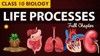 Life processes Full chapter  class 10 Animated video  10th BIOLOGY  ncert #science  Chapter 7