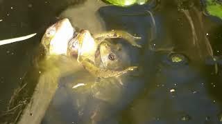 mating frogs