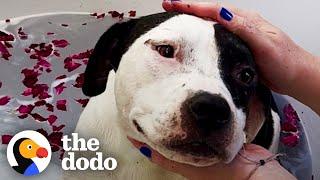 Mama Pittie Gets Full Service Spa Day  The Dodo Foster Diaries