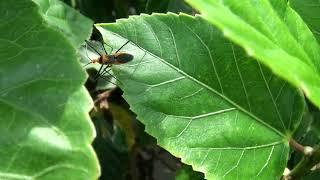 Milkweed and Orange assassin bugs 2022