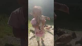 Cutesenang sekali main sama anak ayam.. #shortfeed #shortsviral #shortvideo