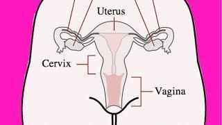 KANNADA How Periods Occur in Women