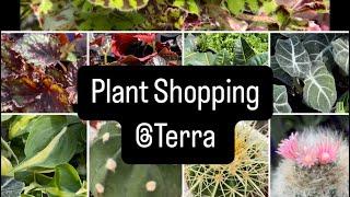 Plant shopping @ Terra  Hoya houseplants and more 