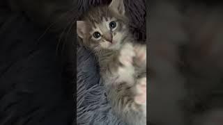 Серый котенок сражается за свободу  gray kitten fights for freedom