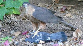 SHARP SHINNED HAWK