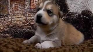 TRY NOT TO LAUGH-Funny Puppies Fails Compilation 2016