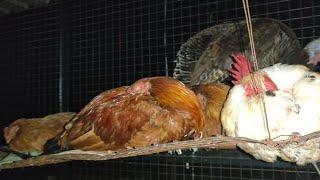 Chickens Sleeping - How chickens sleep at night time