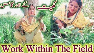 Work Within The Field Punjab Village Girl Working Video Vlogs My Village lifestyle