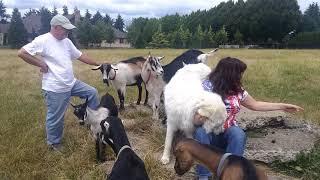 amy dog and goats