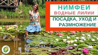 НИМФЕИ ВОДНЫЕ ЛИЛИИ - посадка уход размножение в природных и искусственных водоемах