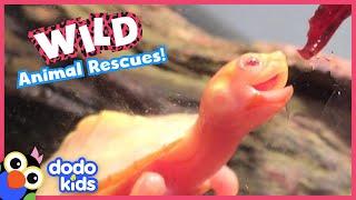 45 Minutes Of Heroes Saving Wild Animals  Dodo Kids