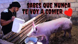 ¿LOS ARABES ODIAN AL PUERCO - SIN OFENDER