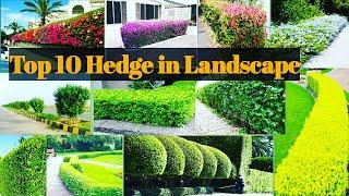 Top 10 Hedge used in Landscaping in IndiaHedge Plants For LandscapeBest Plants for Landscape