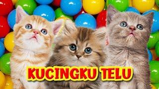 Lagu Kucingku Telu Kabeh Lemu Lemu BARU  Si Meong Kucing Lucu