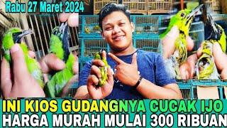 INI DIA KIOS GUDANGNYA CUCAK IJO HARGANYA MURAH MULAI 300 RIBUAN DI PASAR BURUNG PRAMUKA HARI INI