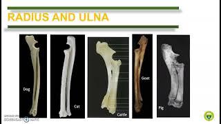 Comparative Anatomy Bones of the thoracic limb