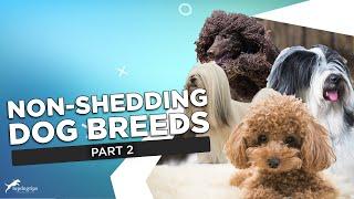 Part 2 38 Non-Shedding Dog Breeds Recommended for Allergic People