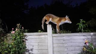 Agile urban fox on a garden fence - UHD 4K