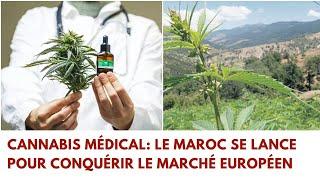 Cannabis médical  Le Maroc se lance pour conquérir le marché européen