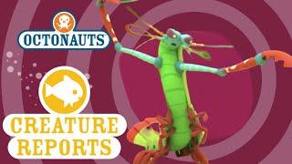 Octonauts Creature Reports - Mantis Shrimp