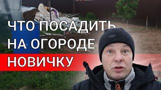 огород первый год что посадить новичку на огороде