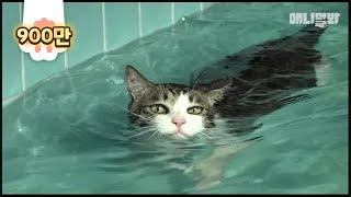 수영할 줄 아는 고양이 봤어 박태환 펠프스 못지 않은 수영냥 ㅣ Swimming Phelps Cat *LIT*