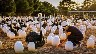 EGGS Harvesting From Snail Ostrich Sea Urchin - Snail Eggs Processing to Caviar 