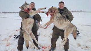 ОДНИХ УПУСТИЛИ ДРУГИХ ЗАБРАЛИ охота на волков hunting wolves