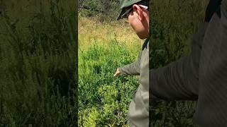 Wild edibles #survivalskills #survival #surviving #thistle