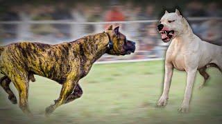 Dogo Argentino VS Presa Canario