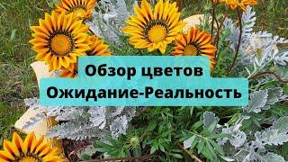 Обзор Цветов Ожидание-Реальность 