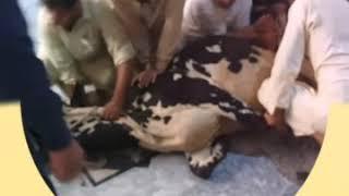 Cow Qurbani II Eid Ul Azha - 2020 II Mujahid bhai