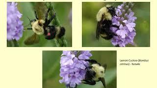 Bumble Bee Brigade Training Part 5- Photography and Curation