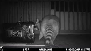 capture a raccoon using a conibear trap.