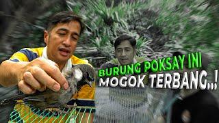 GUE BARU SADAR DI AVIARY CUMA ADA POKSAY JANTAN. ADA BETINA MASUK LANGSUNG PADA BIRAHI..