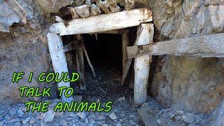 The 1870s Dolittle Mine Is FULL of FURRY CRITTERS