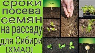 Мои сроки посева семян оощных и цветочных культур на рассаду для Сибири ХМАО