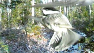 Chickadee gets up close to a Maine trail camera