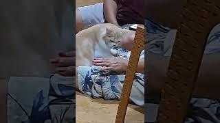 kelakuan si inces #3 ada mau nya #viral #kucing #kucinglucu #shortvideo #