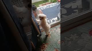 Our puppy wants to go outside.