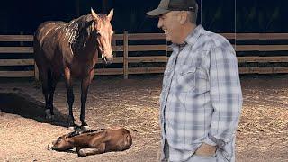 HORSE GIVES BIRTH TO A BEAUTIFUL COLT  THE WHOLE FOALING PROCESS