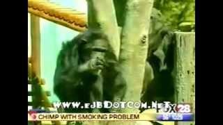 Smoking chimpanze