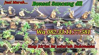 Turun harga Aneka Bonsai di Jalur Bonsai Wa 082 -33-11-77-581