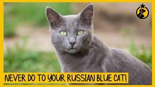 8 Things You Must Never Do to Your Russian Blue Cat