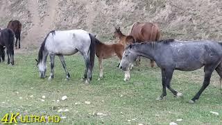 Yegua revolucionando a potros jóvenes futuros sementales.caballos y yeguas Andalusian horses 1