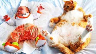 Baby and Cats Playing Together  Funny Baby and Pets Moments