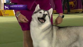 Siberian Huskies  Breed Judging 2023